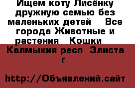 Ищем коту Лисёнку дружную семью без маленьких детей  - Все города Животные и растения » Кошки   . Калмыкия респ.,Элиста г.